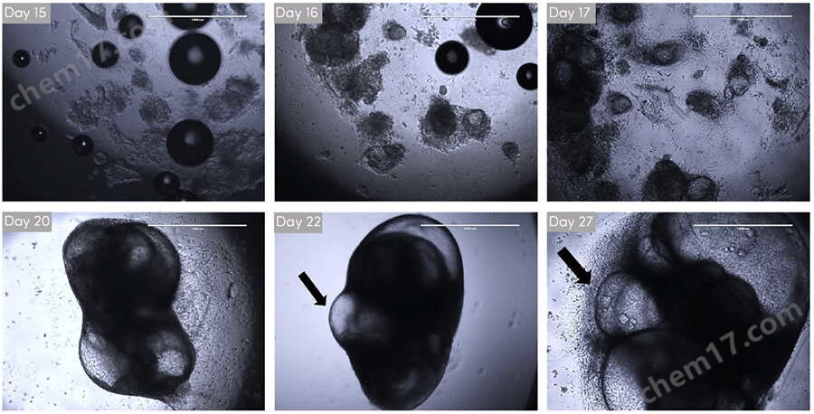 yly TissueSpec&trade; ECM水凝胶（3D）细胞培养-Wako富士胶片和光