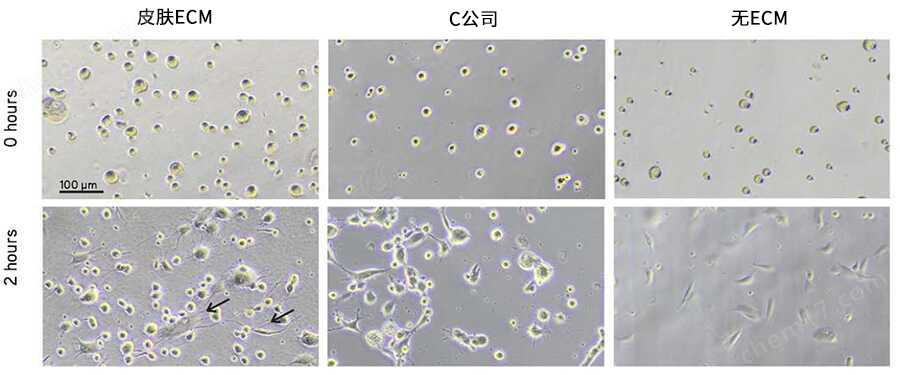 yly TissueSpec&trade; ECM水凝胶（3D）细胞培养-Wako富士胶片和光