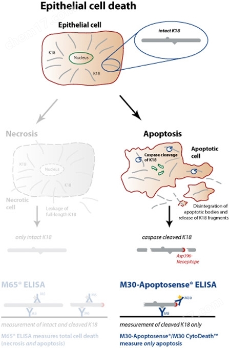 细胞凋亡M30 Apoptosense® ELISA试剂盒细胞凋亡-Wako富士胶片和光