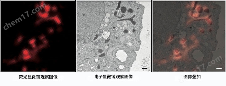 CLEM用荧光恢复试剂生物试剂-Wako富士胶片和光