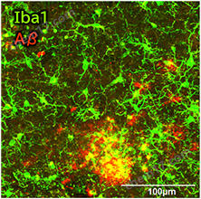 抗Iba1, 重组兔源单克隆抗体（6A4）疾病研究-Wako富士胶片和光