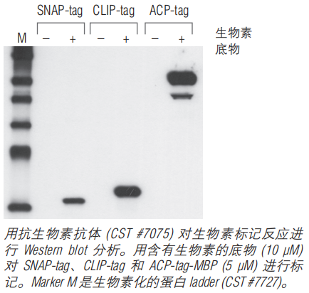 SNAP-Biotin®                               #S9110S 50 nmol