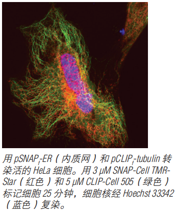 SNAP-Cell Oregon Green®                               #S9104S 50 nmol