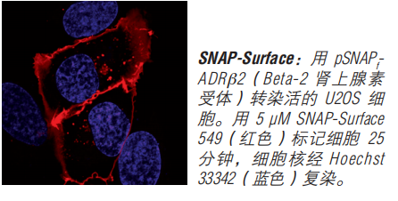 SNAP-Surface 启动试剂盒 #E9120S 1套