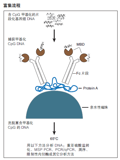 EpiMark 甲基化 DNA 富集试剂盒                                #E2600S 25 次反应