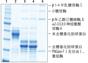 蛋白去糖基化混合液II                                #P6044S 20 rxns