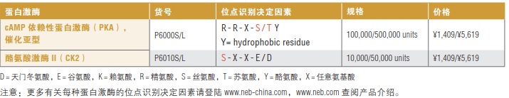 酪氨酸激酶 II（CK2）                               #P6010L 50,000 units