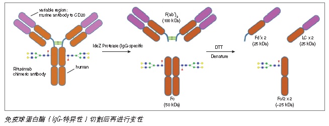 IdeZ 免疫球蛋白酶（IgG-特异性）                                   #P0770S 4,000 units 