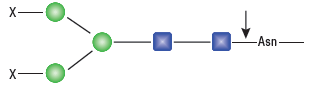 PNGase F (无甘油), 重组酶                                 #P0709L 75,000 units