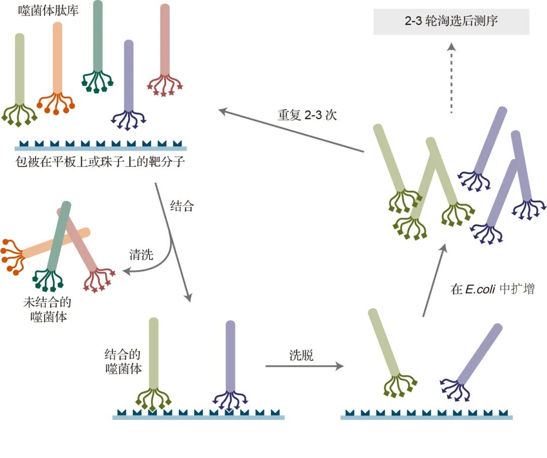 Ph.D.-12™ 噬菌体展示 12 肽库试剂盒 v2 #E8210S 10 panning experiments