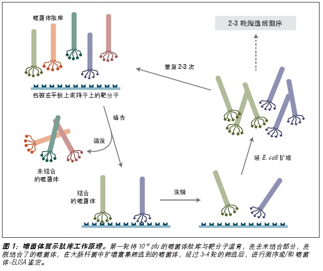 Ph.D.-C7C 噬菌体展示肽库试剂盒（停产有替代）                               #E8120S 10 次淘选实验