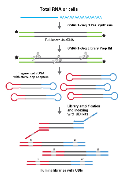 单细胞mRNA全长分析SMART-Seq HT Kit & SMART-Seq HT PLUS Kit