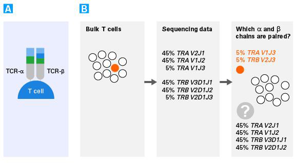 人单细胞TCR profiling分析SMARTer Human scTCR a/b Profiling Kit