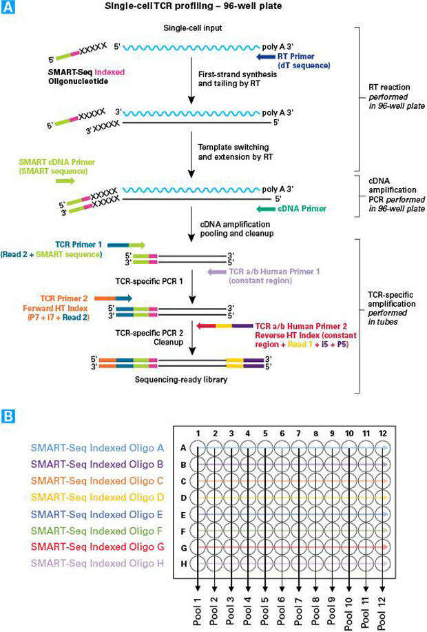 人单细胞TCR profiling分析SMARTer Human scTCR a/b Profiling Kit