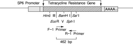 一步法RT-PCR试剂盒TaKaRa One Step RNA PCR Kit (AMV)