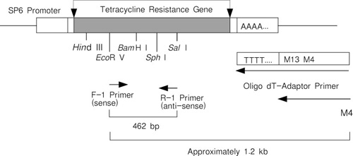 RT-PCR试剂盒TaKaRa RNA PCR Kit (AMV) Ver.3.0