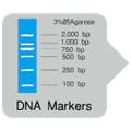 高保真RT-PCR试剂盒PrimeScript&trade; II High Fidelity One Step RT-PCR Kit