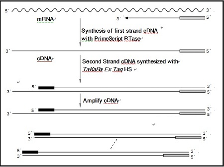 一步法RT-PCR试剂盒PrimeScript&trade; One Step RT-PCR Kit Ver.2