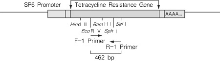 RT-PCR试剂盒PrimeScript&trade; RT-PCR Kit