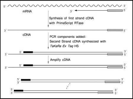 RT-PCR试剂盒PrimeScript&trade; RT-PCR Kit