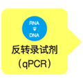 定量PCR专用反转录试剂PrimeScript&trade; RT reagent Kit with gDNA Eraser (Perfect Real Time)