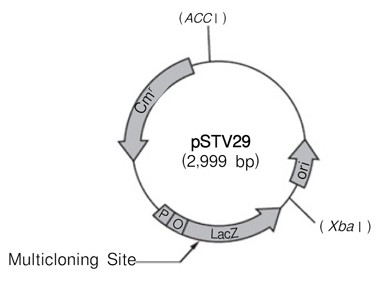 克隆用载体pSTV29 DNA