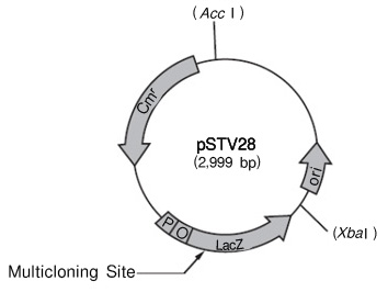 克隆用载体pSTV28 DNA