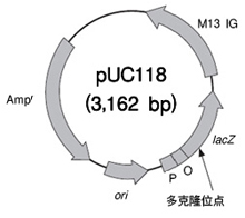 克隆用去磷酸化载体pUC118 EcoR I/BAP