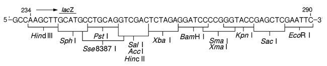 克隆用载体pUC119 DNA