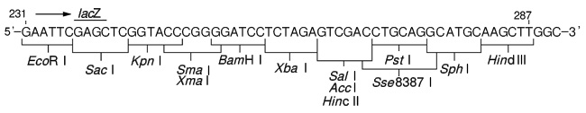 克隆用载体pUC118 DNA