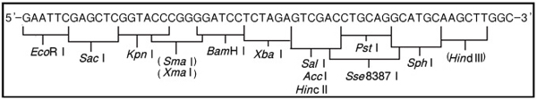 克隆用载体pHSG298 DNA