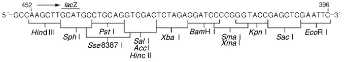 质粒载体pUC19 DNA