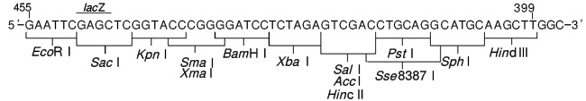克隆用载体pUC18 DNA