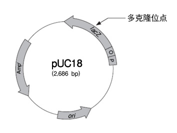 克隆用载体pUC18 DNA