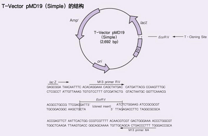 克隆用T载体T-Vector pMD&trade;19 (Simple)