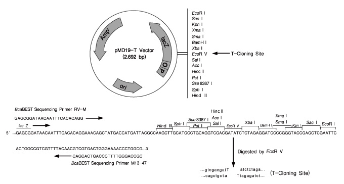 克隆用T载体pMD™19-T Vector Cloning Kit