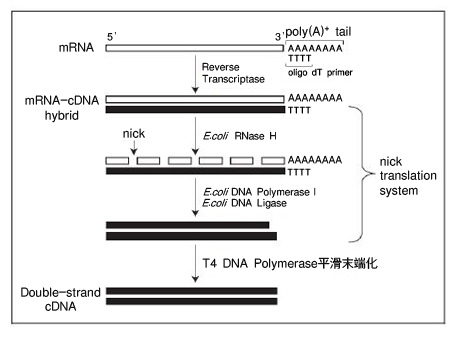 双链cDNA合成试剂盒PrimeScript&trade; Double Strand cDNA Synthesis Kit