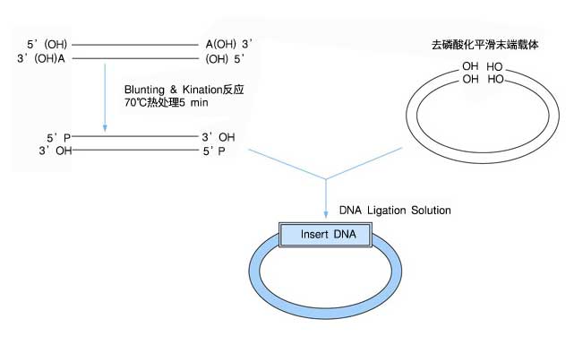 平末端连接试剂盒Blunting Kination Ligation (BKL) Kit