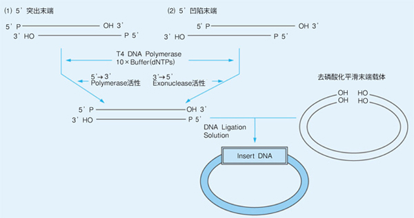 DNA平滑化试剂盒DNA Blunting Kit