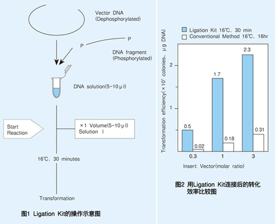 连接试剂盒DNA Ligation Kit Ver.2.1