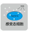 NGS用途PrimeSTAR&reg; Max DNA Polymerase