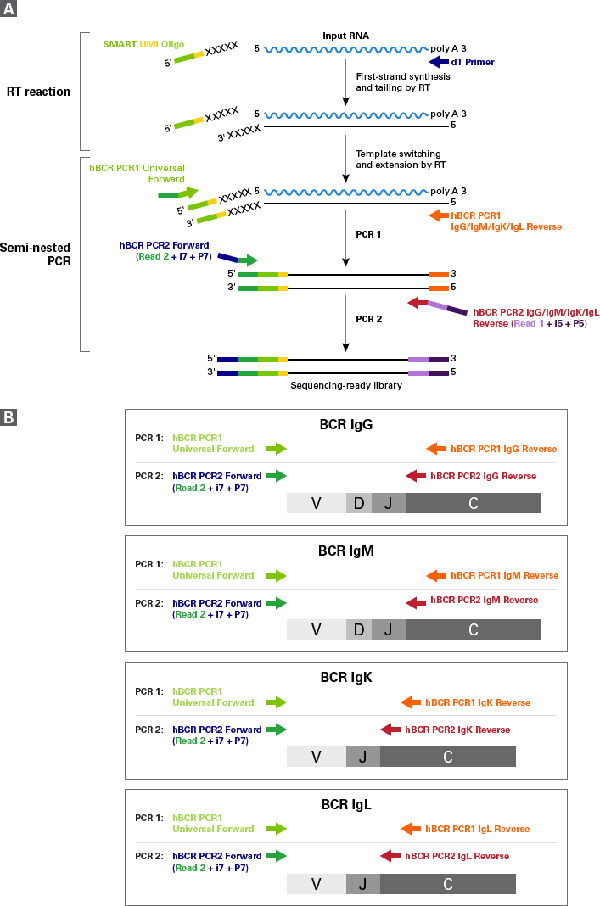 B细胞受体分析SMARTer Human BCR IgG IgM H/K/L Profiling Kit