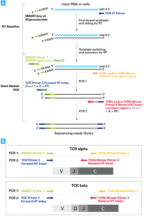 小鼠T细胞受体分析SMARTer Mouse TCR a/b Profiling Kit