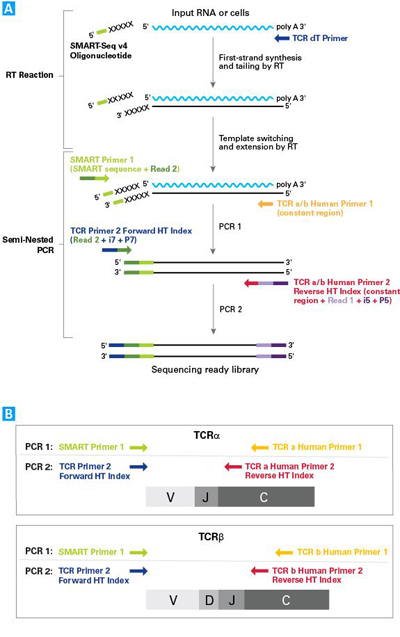 T细胞受体分析SMARTer Human TCR a/b Profiling Kit