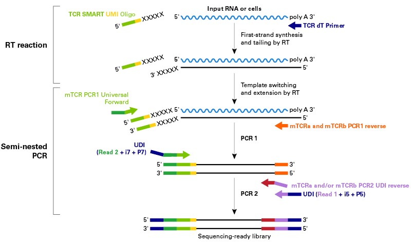 小鼠TCR分析SMART-Seq Mouse TCR (with UMIs)