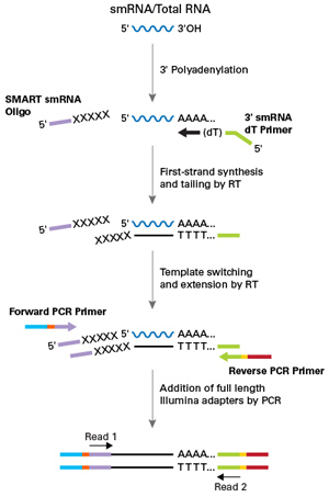 小RNA测序SMARTer smRNA-Seq Kit for Illumina