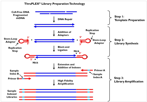 带有UMT的Illumina NGS建库试剂盒ThruPLEX&reg; Tag-seq Kit