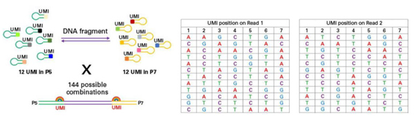 带分子标签的DNA-Seq分析ThruPLEX&reg; Tag-Seq HV & ThruPLEX&reg; Tag-Seq HV PLUS Kit