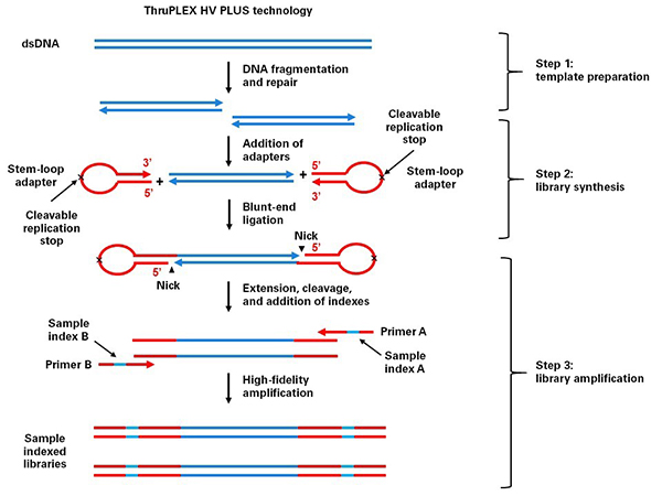 带分子标签的DNA-Seq分析ThruPLEX&reg; Tag-Seq HV & ThruPLEX&reg; Tag-Seq HV PLUS Kit