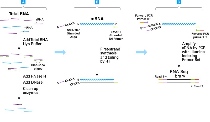 高起始量链特异RNA-Seq分析SMART-Seq&reg; Total RNA High Input (RiboGone&trade; Mammalian)